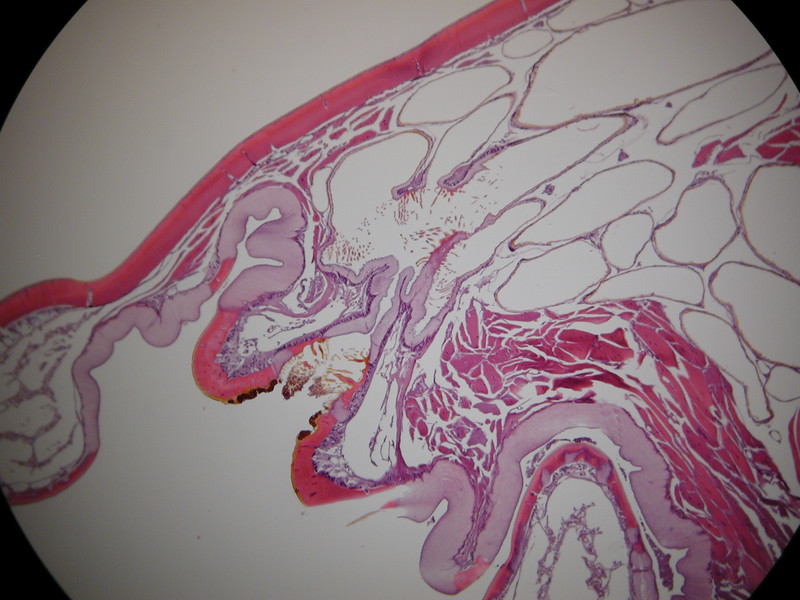 Spiracle cross section