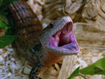 yawn2