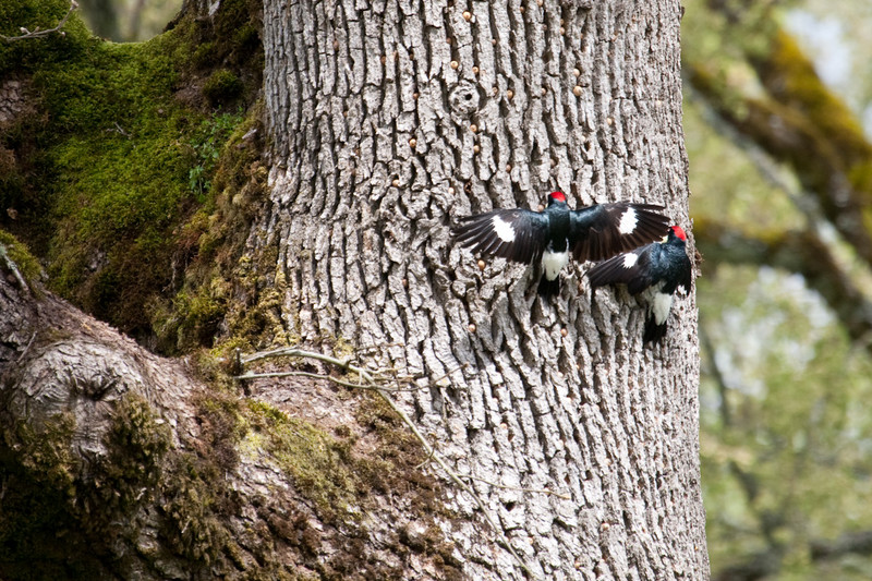 acornwoodpeckers-05