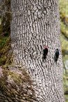acornwoodpeckers-06