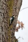 Highlight for Album: Acorn Woodpeckers