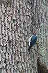 acornwoodpeckers-08